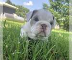 Small #2 Bulldog
