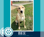 Small Photo #2 Labrador Retriever-Unknown Mix Puppy For Sale in Kimberton, PA, USA