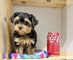 Small #12 Morkie