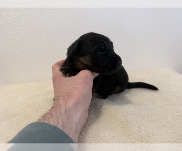 Medium Photo #5 German Shepherd Dog Puppy For Sale in VANCOUVER, WA, USA