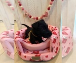 Puppy Puppy 3 Yellow Scottish Terrier