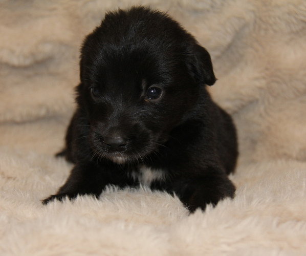 Medium Photo #2 Australian Shepherd Puppy For Sale in STEWART, MS, USA