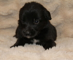 Small #1 Australian Shepherd