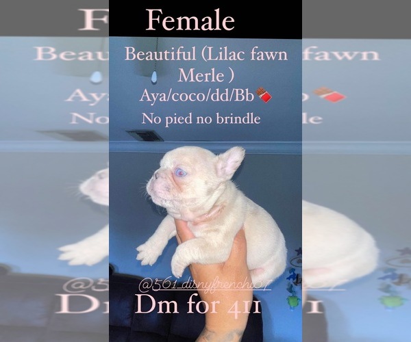 Medium Photo #9 French Bulldog Puppy For Sale in LAKE WORTH, FL, USA