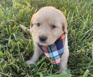 Golden Retriever Puppy for sale in BLOOMFIELD, KY, USA
