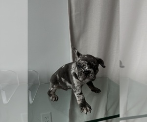 Shepradors Puppy for sale in REVERE, MA, USA