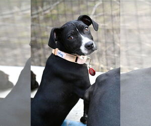 Boston Huahua Dogs for adoption in Wakefield, RI, USA