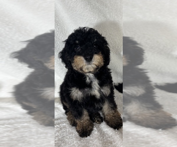 Medium Photo #3 Bernedoodle Puppy For Sale in GREENFIELD, IN, USA