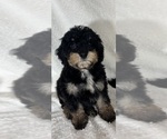 Small #2 Bernedoodle