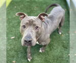 Small #1 American Pit Bull Terrier Mix