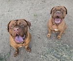 Small Photo #1 Dogue de Bordeaux Puppy For Sale in GLENDALE, AZ, USA