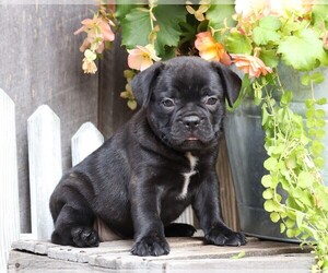 Faux Frenchbo Bulldog Puppy for sale in FREDERICKSBG, OH, USA