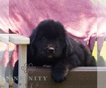 Small #2 Newfoundland
