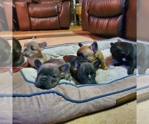 French Bulldog Puppy for sale in CHATTANOOGA, TN, USA