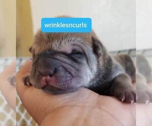 Chinese Shar-Pei Puppy for sale in APPLE VALLEY, CA, USA