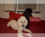 Small Photo #3 Poodle (Miniature) Puppy For Sale in PALM BCH GDNS, FL, USA