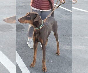 Doberman Pinscher Dogs for adoption in Buffalo, MN, USA