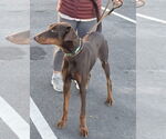 Small Doberman Pinscher