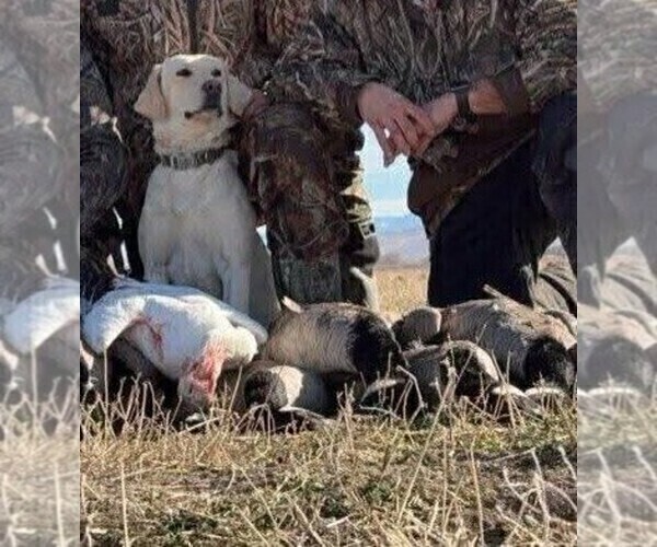 Medium Photo #1 Labrador Retriever Puppy For Sale in CEDAREDGE, CO, USA