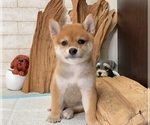 Small Photo #2 Shiba Inu Puppy For Sale in BEVERLY HILLS, CA, USA
