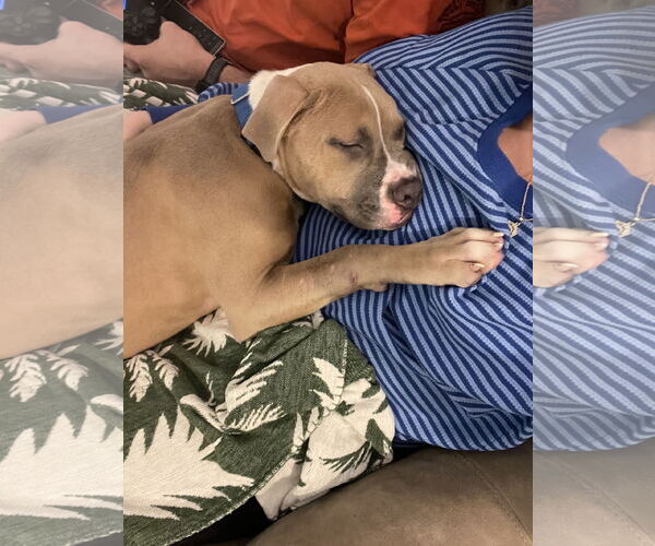 Medium Photo #10 Boxer-Unknown Mix Puppy For Sale in Princeton, MN, USA