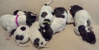 German Shorthaired Pointer Puppy for sale in GERALD, MO, USA