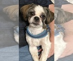 Puppy Thing Two Shih Tzu