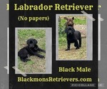 Small Labrador Retriever