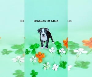 Boston Terrier Puppy for sale in EWING, KY, USA