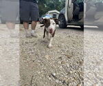 Small #3 Mutt