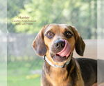 Small #2 Beagle Mix