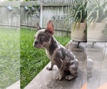 Small Photo #2 French Bulldog Puppy For Sale in PFLUGERVILLE, TX, USA