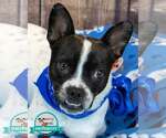 Small Boston Terrier Mix