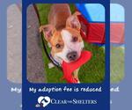 Small #1 American Pit Bull Terrier
