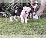 Small Photo #9 Olde English Bulldogge Puppy For Sale in NEW LONDON, IA, USA