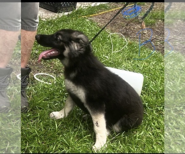 Medium Photo #3 German Shepherd Dog Puppy For Sale in SWANSBORO, NC, USA