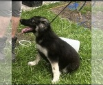 Small Photo #3 German Shepherd Dog Puppy For Sale in SWANSBORO, NC, USA