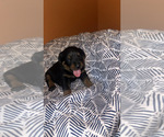 Small Photo #2 Rottweiler Puppy For Sale in HENRICO, VA, USA