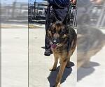 Small German Shepherd Dog