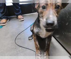 Mutt Dogs for adoption in Tulsa, OK, USA