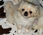 Puppy Cinderella Pekingese
