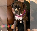 Small #1 Boxer
