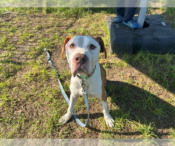 Medium Photo #2 Staffordshire Bull Terrier Puppy For Sale in Ocala, FL, USA