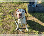 Small #1 Staffordshire Bull Terrier