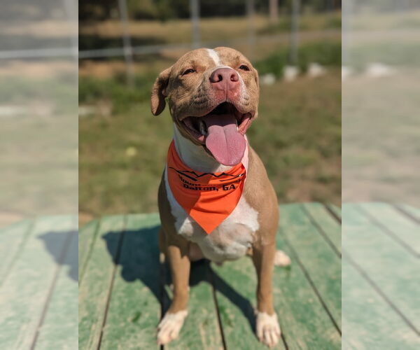 Medium Photo #5 American Pit Bull Terrier-American Staffordshire Terrier Mix Puppy For Sale in Calhoun, GA, USA