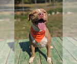 Small #4 American Pit Bull Terrier-American Staffordshire Terrier Mix