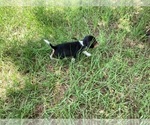 Small #1 Beagle