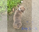 Small Photo #13 Olde English Bulldogge Puppy For Sale in NUNNELLY, TN, USA