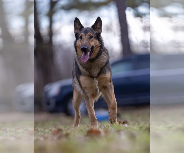 Medium Photo #5 Shollie Puppy For Sale in Munford, TN, USA