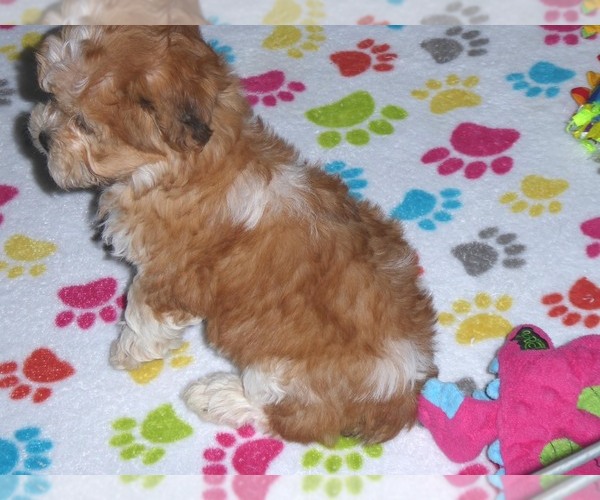 Medium Photo #17 ShihPoo Puppy For Sale in ORO VALLEY, AZ, USA